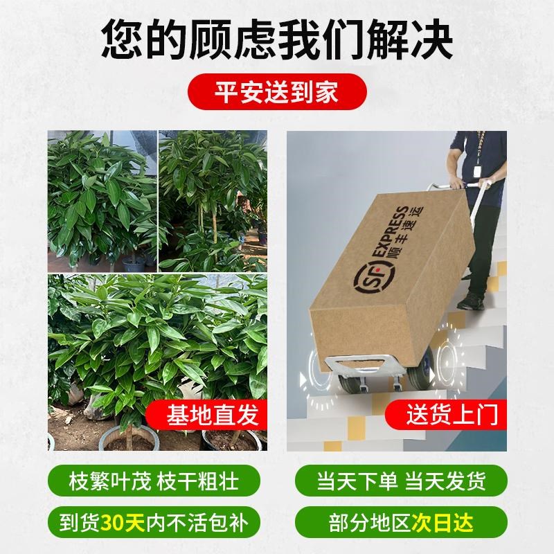 平安树客厅盆栽大型绿植室内老桩四季平安树棒棒糖新家吸甲醛植物