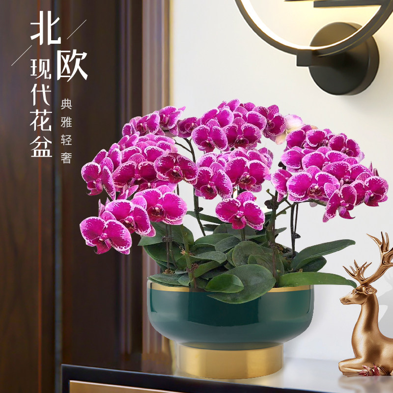 创意北欧轻奢高档郁金香组拼盆电镀金色蝴蝶兰专用大口径陶瓷花盆