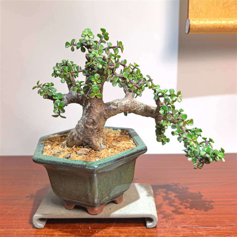 多肉植物金枝玉叶老桩大树型造型盆景一物一拍掌上精品艺术盆栽