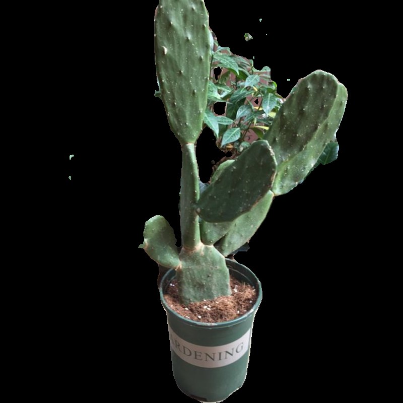 米邦塔仙人掌多肉植物盆栽开花仙人掌科绿植耐热耐寒耐晒好养