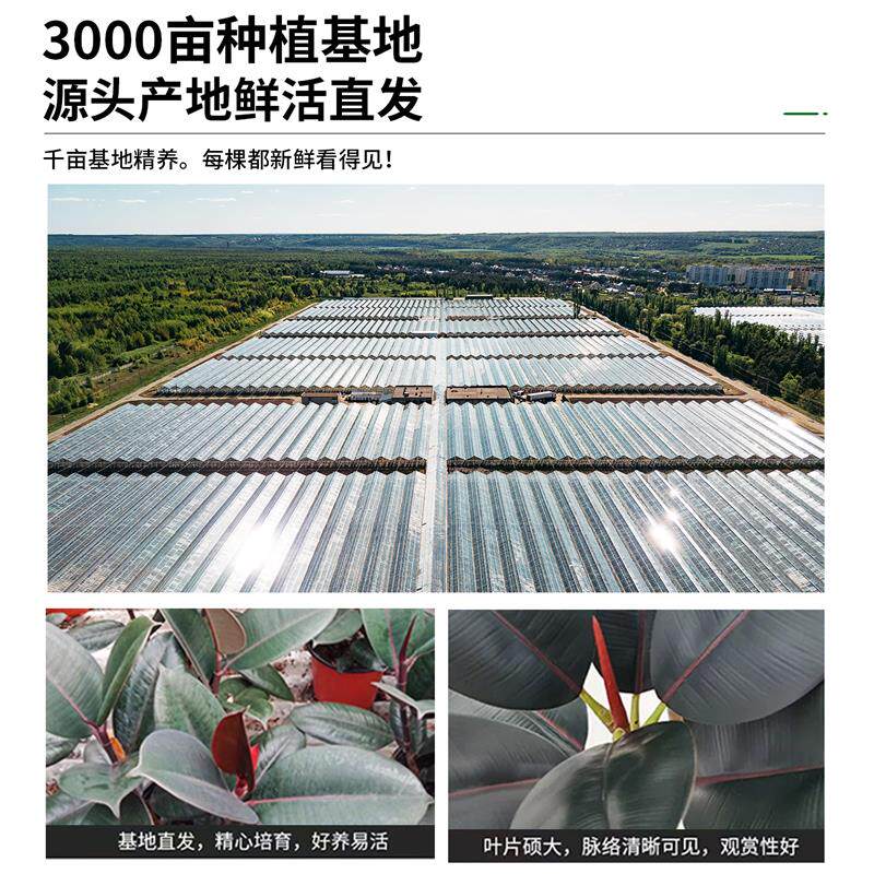 黑金刚橡皮树客厅大盆栽室内大型绿植四季好养办公室高端造型植物