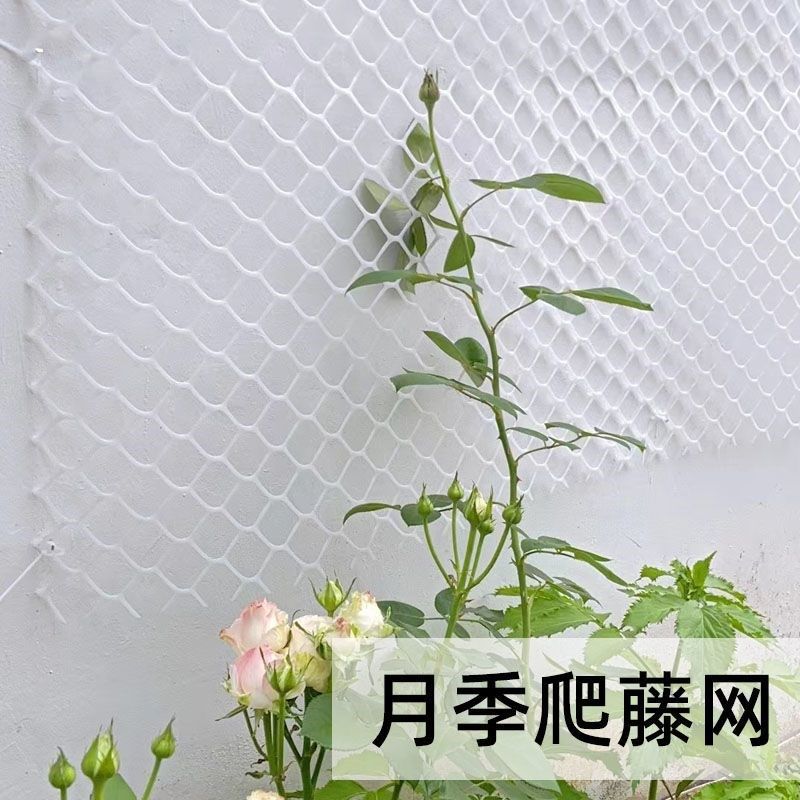蔷薇爬藤网网塑料白色网架藤蔓植物月季墙面攀爬支架室内花架牵引