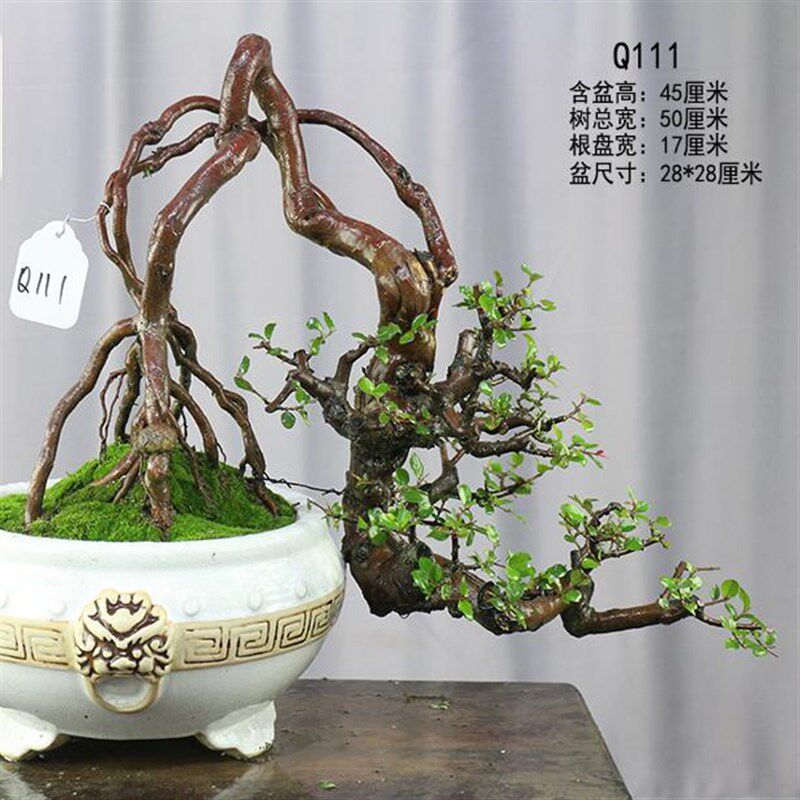 雀梅盆景掌中宝盆景盆栽雀梅老桩盆景一物一拍小叶红芽雀梅小矮霸