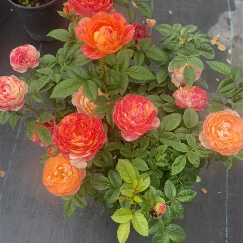 一物一拍树桩月季花苗盆栽阳台庭院花园耐热花卉植物四季开花