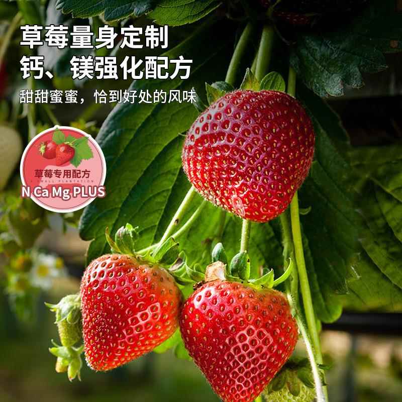 草莓肥料专用肥营养液家用盆栽有机肥料植物通用型生长坐果期瓜果