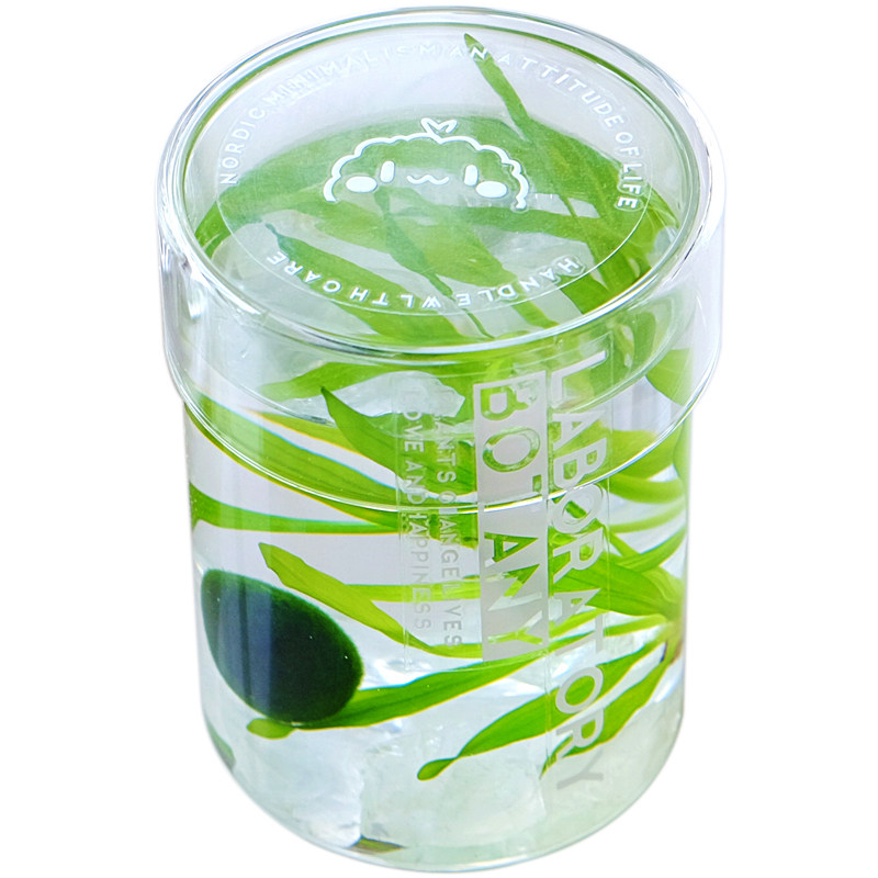 marimo海藻球营养液马里莫生态瓶球藻微景观水培植物营养液水森瓶