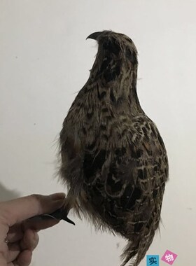 仿真鹌鹑模型园林摆件羽毛动物影视拍摄道具小鸟模型室内鸟笼装饰