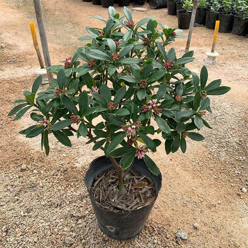 耐寒瑞香花金边瑞香盆栽办公室浓香型带花苞室内老桩花卉植物庭院