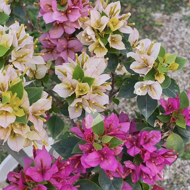 三角梅盆栽提根阳台庭院开花不断爬藤花卉植物