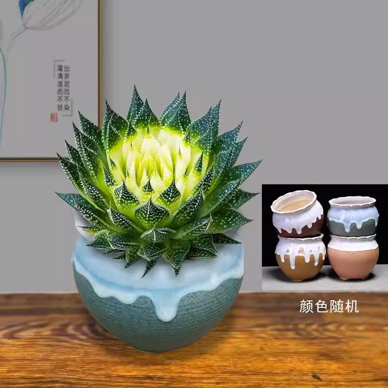 繁星多肉植物盆栽雪花波露芦荟不夜城桌面绿植好养四季常青防辐射