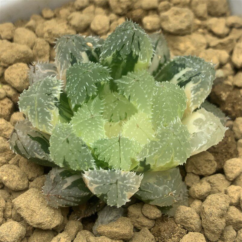 新品玄冰锦多肉植物玉露万象玉扇锦瓦苇十二卷一物一拍Haworthia