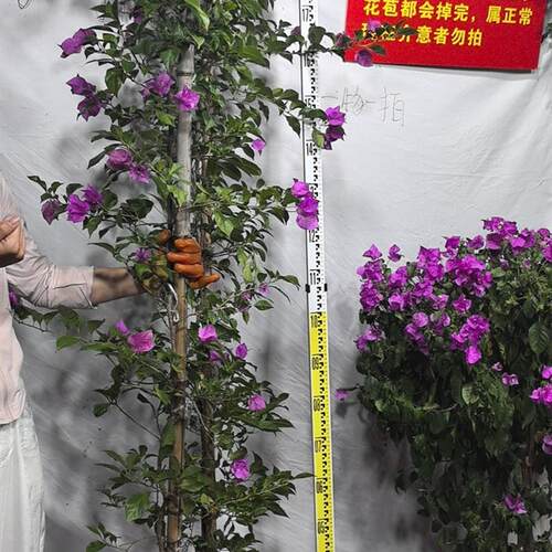 三角梅爬藤植物勤花树苗安格斯云南紫盆栽地栽庭院做拱门,做院墙