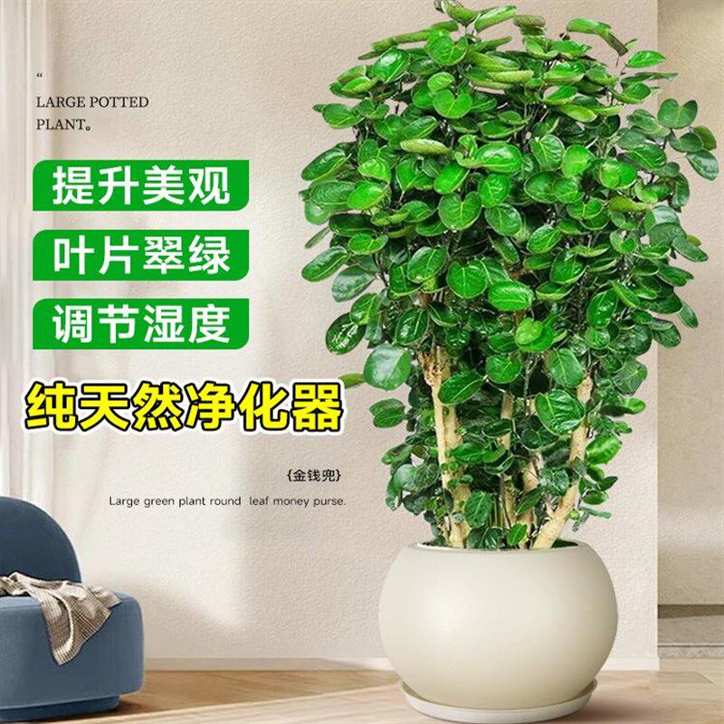 金钱兜发财树大型绿植客厅室内盆栽金钱树圆叶福禄桐落地植物真花