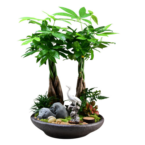 发财树盆栽植物客厅室内桌面办公桌小盆景招财绿植四季常青好养活