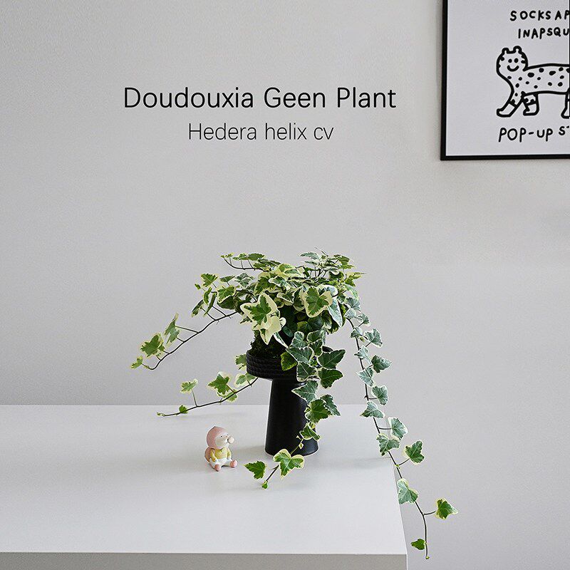 雪莹常春藤苔藓球盆栽懒人绿植室内办公阳台庭院吊兰爬藤观叶植物