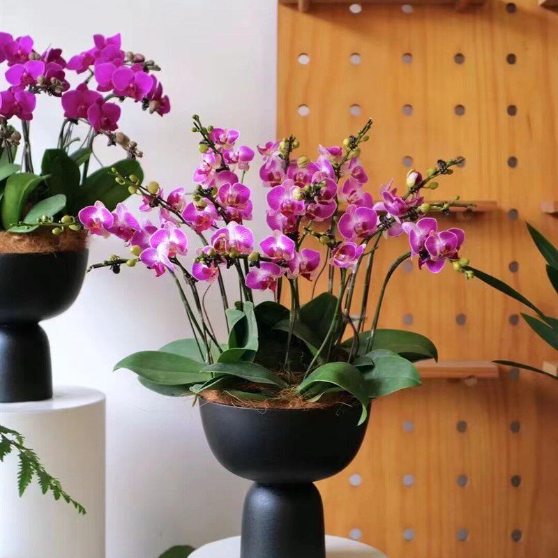 大惠兰银柳冬青蝴蝶兰新年宵花福桶轻奢客厅插花花器盆栽盆景花盆