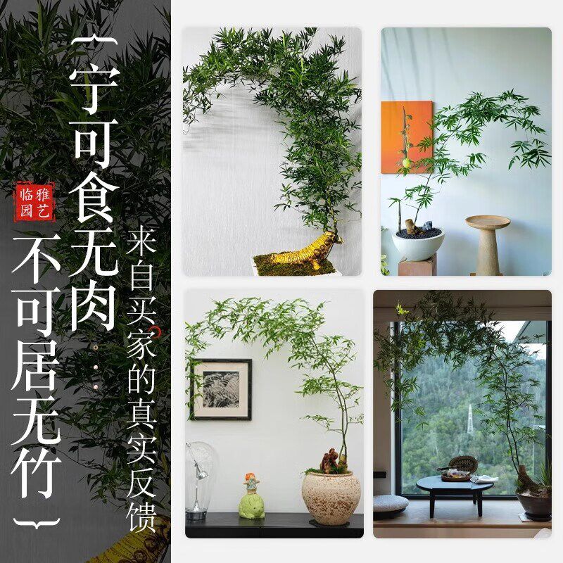 小叶簕竹盆栽室内客厅大型绿植茶桌好养竹子富贵竹植物高端书房