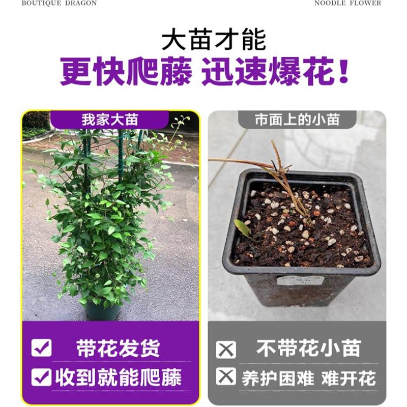 乌托邦铁线莲大苗带花苞倒影约瑟芬新款盆栽爬藤植物四季开花大苗