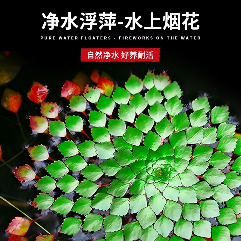 浮萍水草植物古法养鱼水培植物水上烟花一叶莲水葫芦水草鱼缸造景