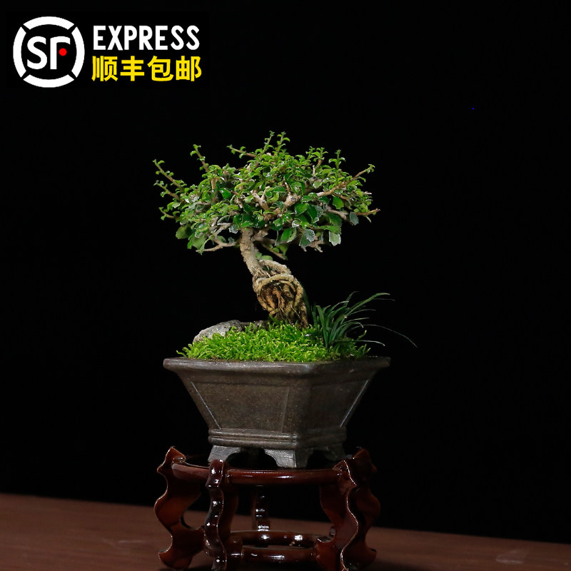 小叶福建茶盆栽茶桌精品小绿植摆件室内客厅办公桌植物迷你小盆景