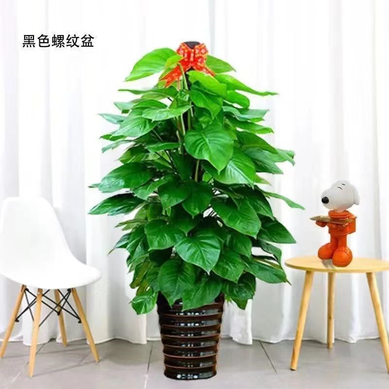 绿萝柱绿植室内吸甲醛盆栽适合懒人养的大型植物盆栽易活四季常青