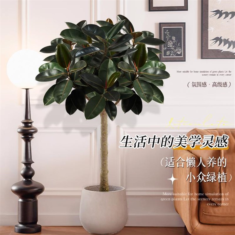 橡皮树客厅大盆栽棒棒糖造型老桩象皮树绿植室内大型真树好养耐活