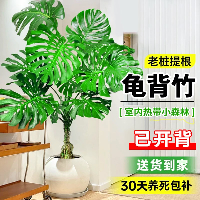 龟背竹客厅大盆栽老桩提根大叶绿植办公室内旺宅盆景吸甲醛绿植物图片