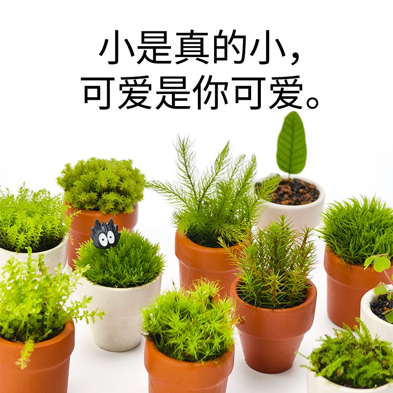 很小但真的好可爱/盆友别枯/迷你拇指盆栽苔藓创意桌面办公室定制