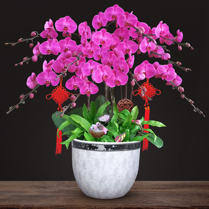 蝴蝶兰盆栽 带花苞高档兰花室内植物盆景 开业乔迁绿植年宵花卉