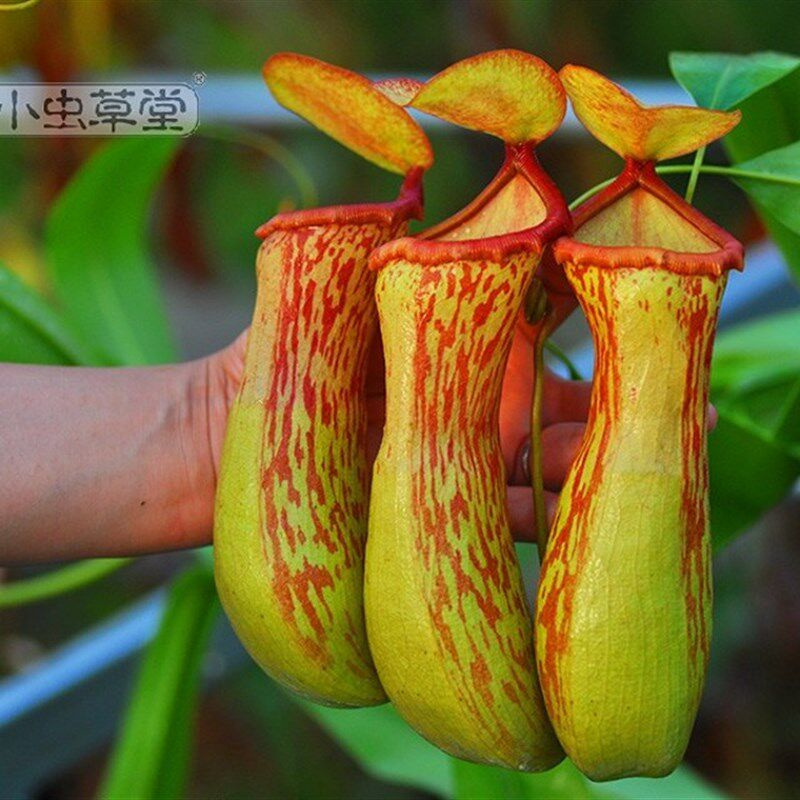 葫芦x印度猪笼草实生 小虫草堂 食虫植物盆栽好种猪笼草强健耐冻