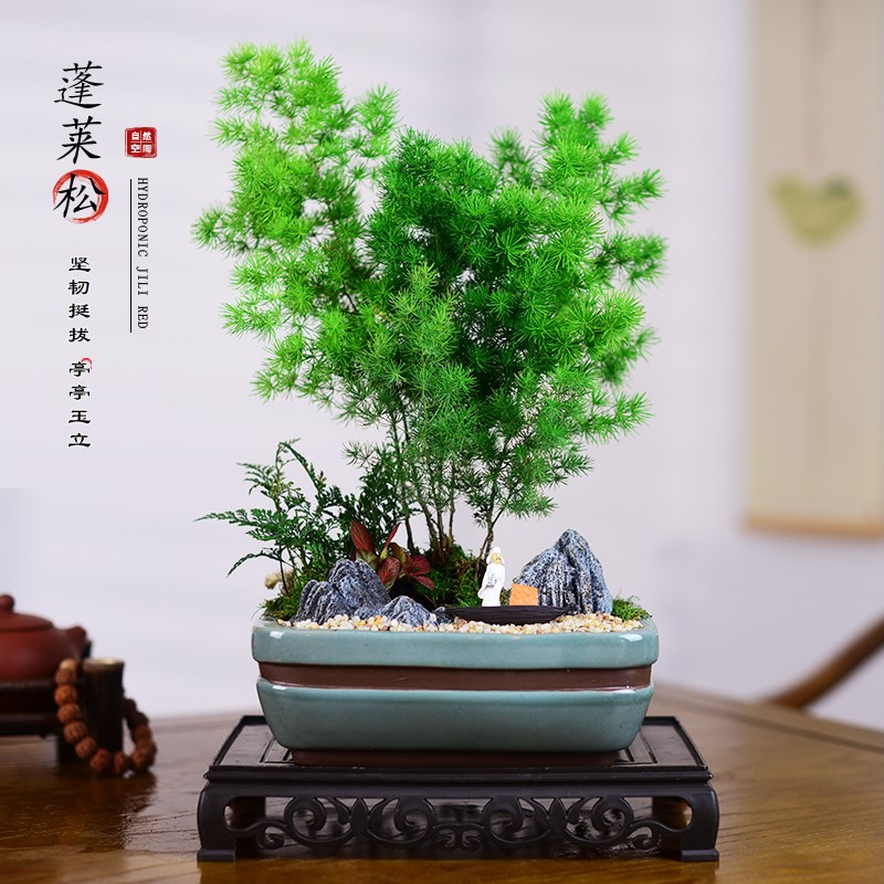 蓬莱松室内盆栽办公客厅中式盆景花卉桌面好养四季绿植金钱树植物
