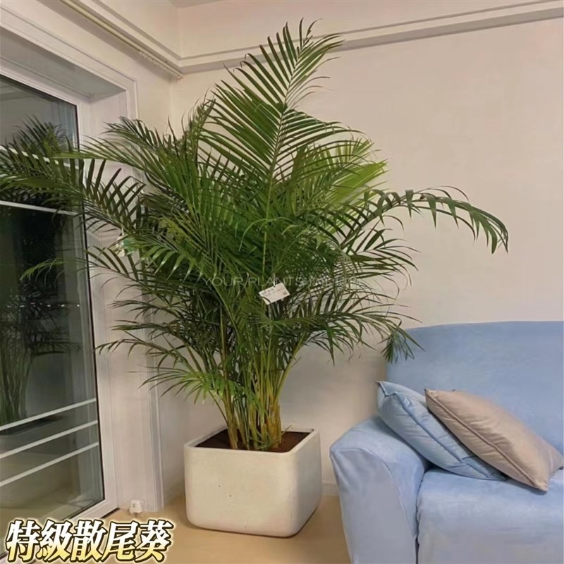 散尾葵大型盆栽室内客厅好养活绿植四季常青办公室净化空气凤尾竹