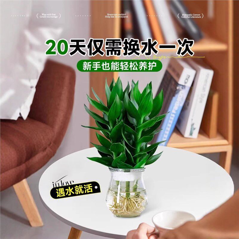 观音竹富贵竹水培植物带根客厅招财竹子室内花卉绿植盆栽鱼缸好养
