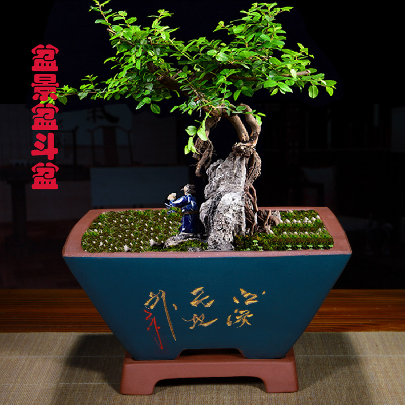 紫砂花盆君子兰兰花盆室内阳台透气发财树悬崖盆梅花兰草花卉绿植
