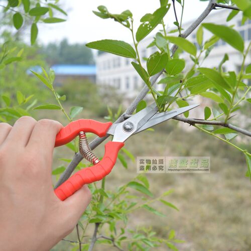 葡萄剪刀采果芽剪 剪枝园林修枝剪刀园艺果树五金用品工具舒果剪