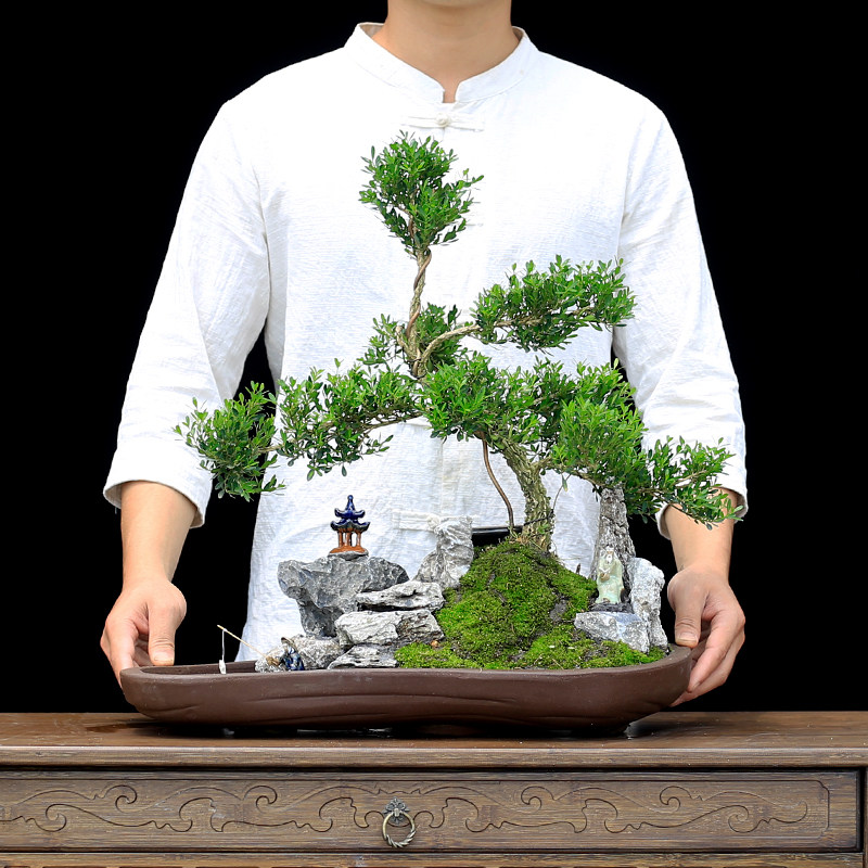 雀舌皱皮黄杨盆景植物大型老桩室内客厅假山造型树桩庭院绿植盆栽