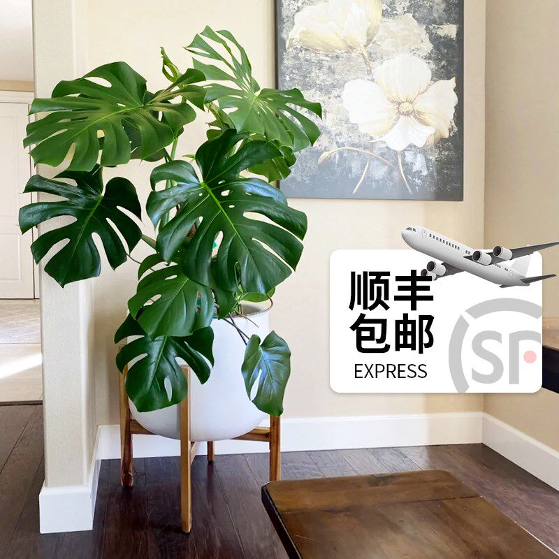 龟背竹客厅大盆栽大叶老桩绿植室内大型植物落地大号禄植四季好养