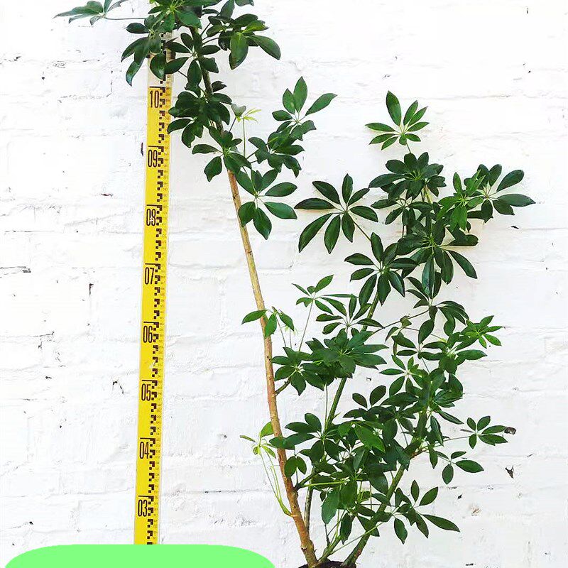 老桩绿叶鸭脚木室内常绿植物客厅大型绿植盆栽七叶莲净化空气观叶