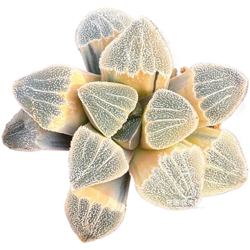 大久保丸叶磨面寿锦 玉露十二卷 多肉植物 一物一拍 带盆包邮