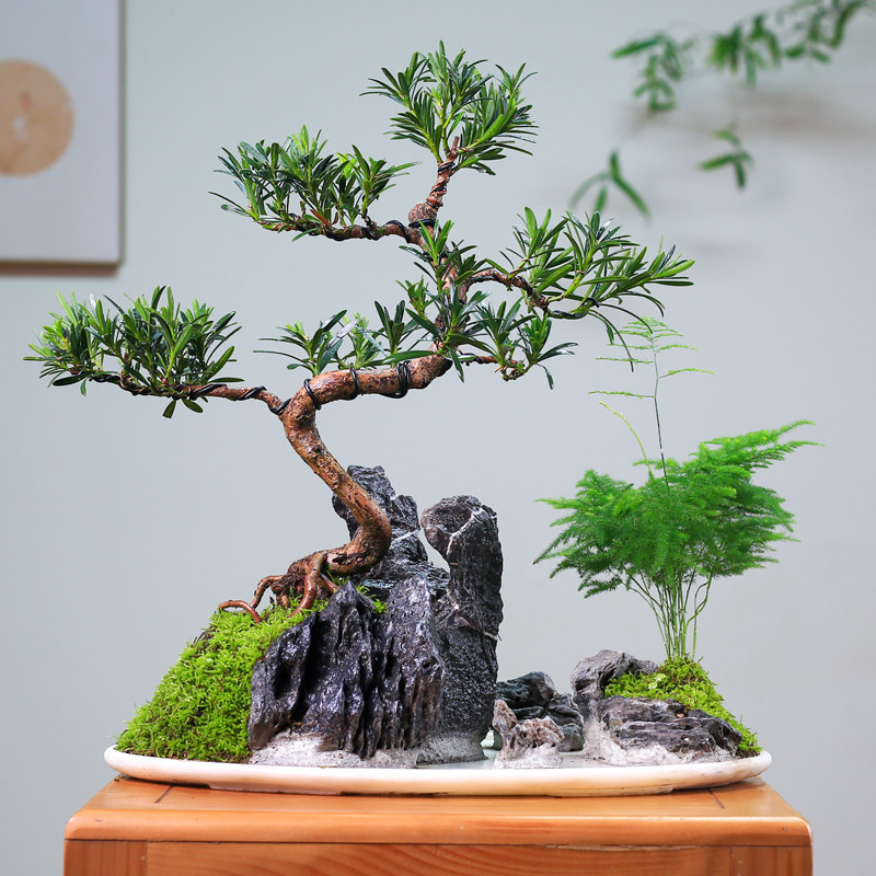 水旱创意一物一拍山水造型水旱盆景绿植山水盆栽客厅办公室摆件