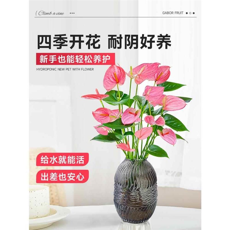 水培植物粉掌盆栽植物多季开花卉红掌室内桌面好养活鲜花水养绿植