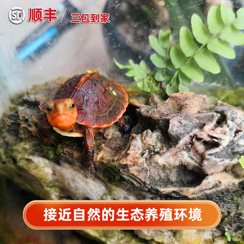 黄缘龟幼龟苗闭壳皖南安缘台缘浙缘盒龟活体招财龟金钱龟稀有龟箱