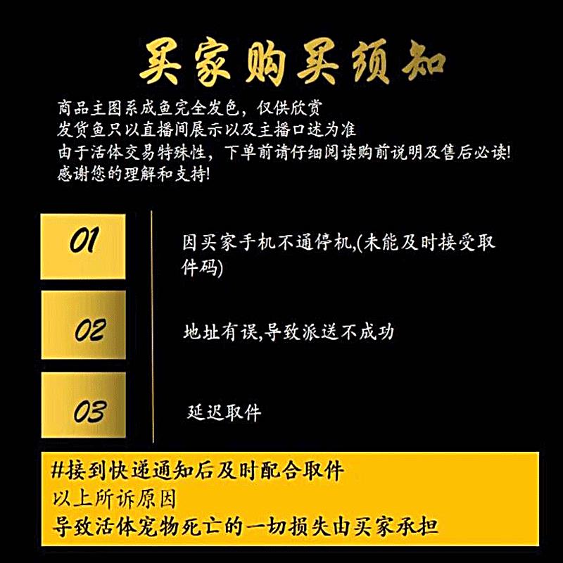 猪鼻龟龟苗乌龟活体宠物小乌龟观赏龟深水龟冷水龟招财龟长寿龟