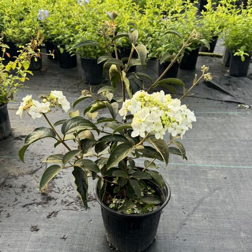 中华木绣球斗 大花绣球花苗盆栽花 阳台庭院花园可种植花卉耐寒耐