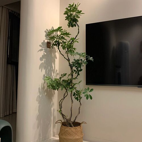 造型鸭脚木室内盆栽鸭掌木净化空气办公室客厅四季常青大型绿植物