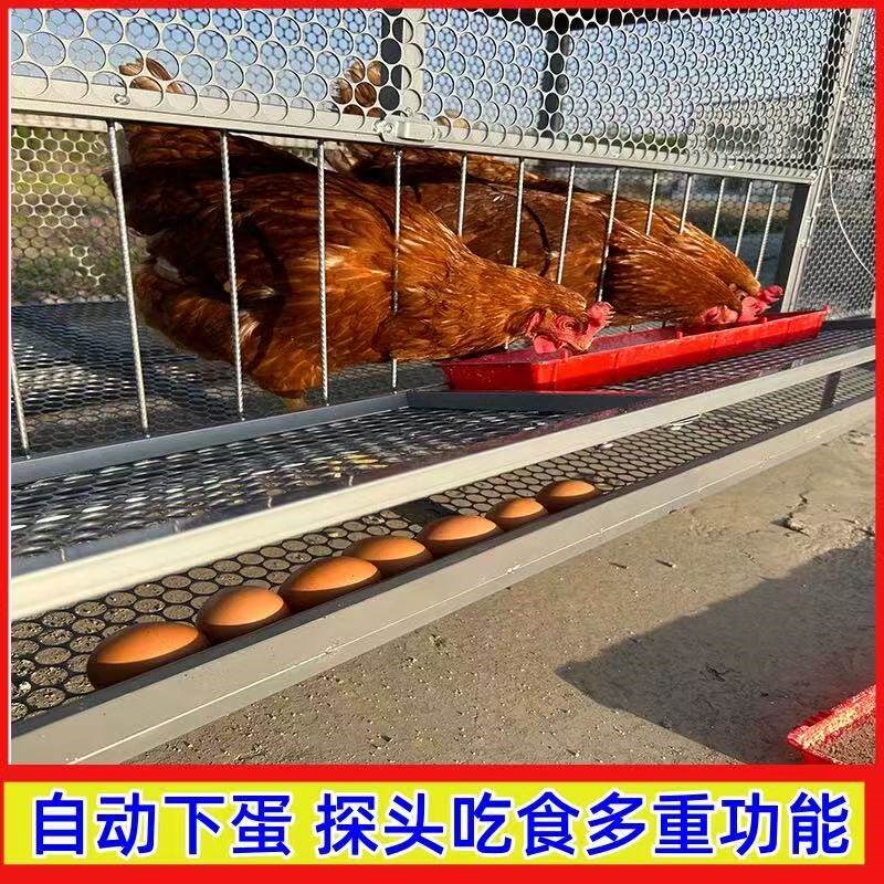 鸡笼家用室外铁丝网大号防雨防黄鼠狼防鼠养殖鸡笼防啄鸡下蛋鸡笼