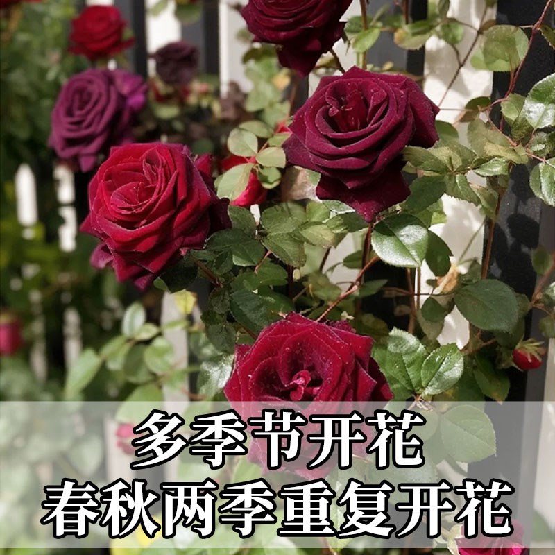 黑巴克玫瑰花苗月季花苗四季开花带花苞盆栽老桩树苗玫瑰花种花卉