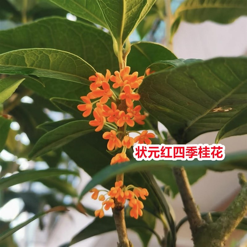桂花树苗正宗状元红丹桂花当年开花清香绿植一物一拍南方盆栽树苗