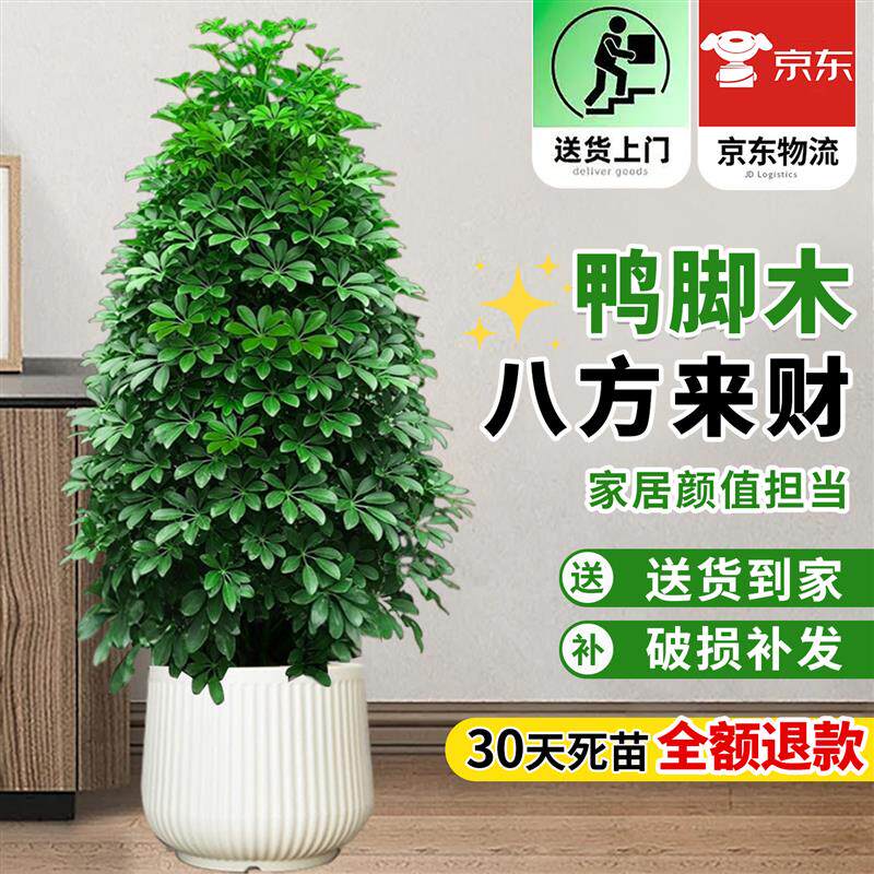 鸭脚木客厅大盆栽八方来财大型落地植物室内鸭掌木七叶莲绿植花卉