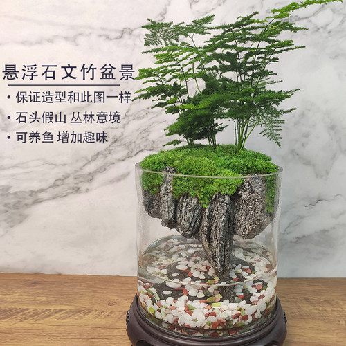 流水版文竹盆栽盆景植物室内苔藓微景观绿植办公桌水培生态瓶鱼缸